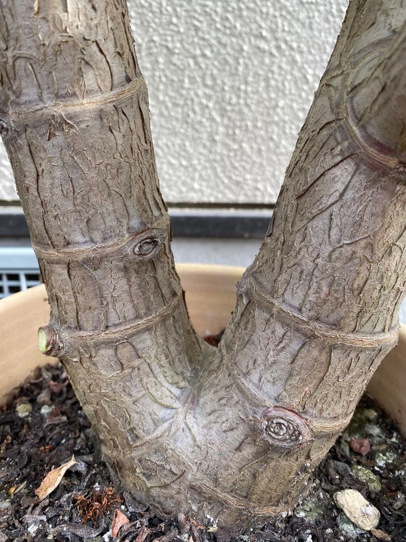 ①金のなる木（花芽付き）極太