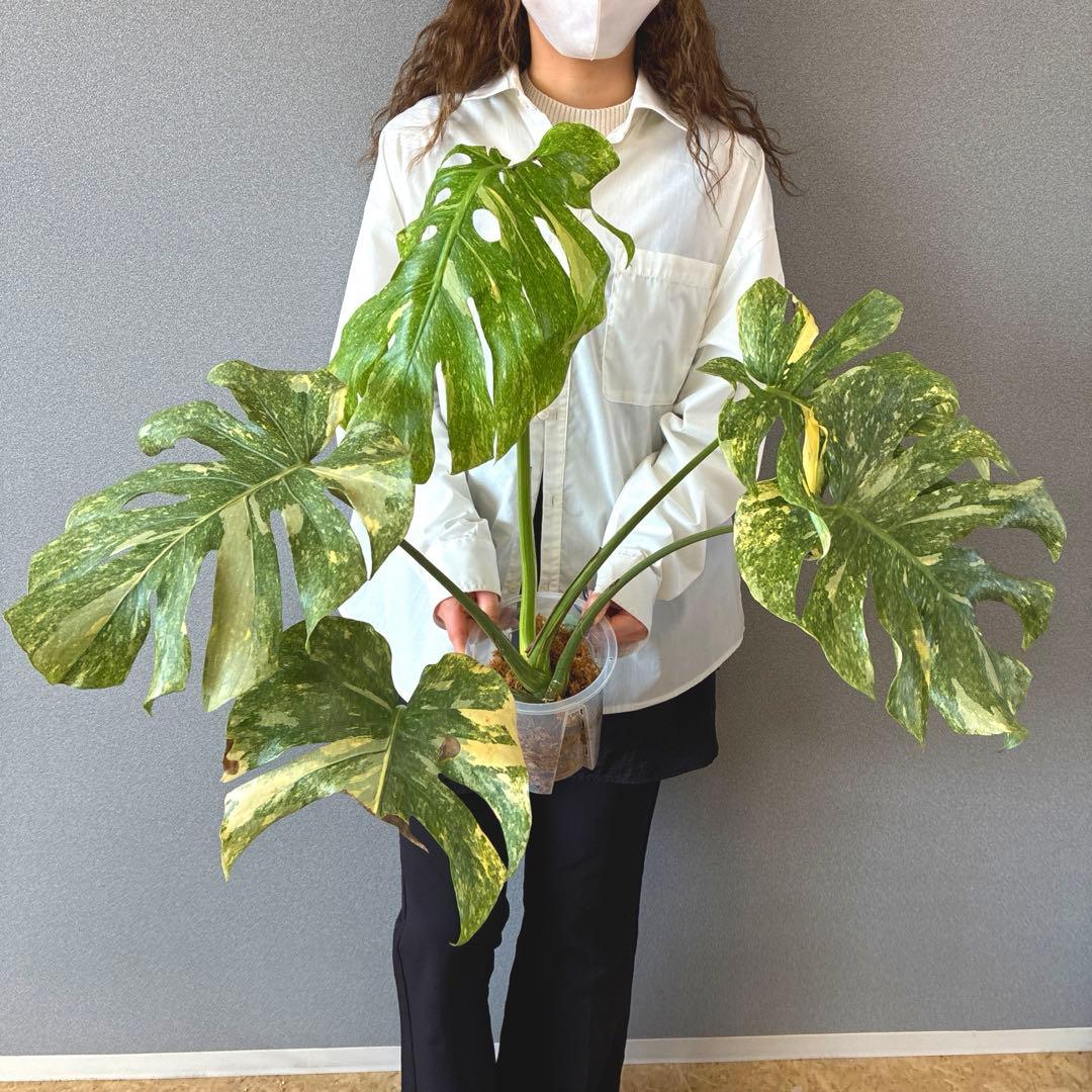 超絶希少❗️モンステラ　デリシオーサ　グリーンスノー✨