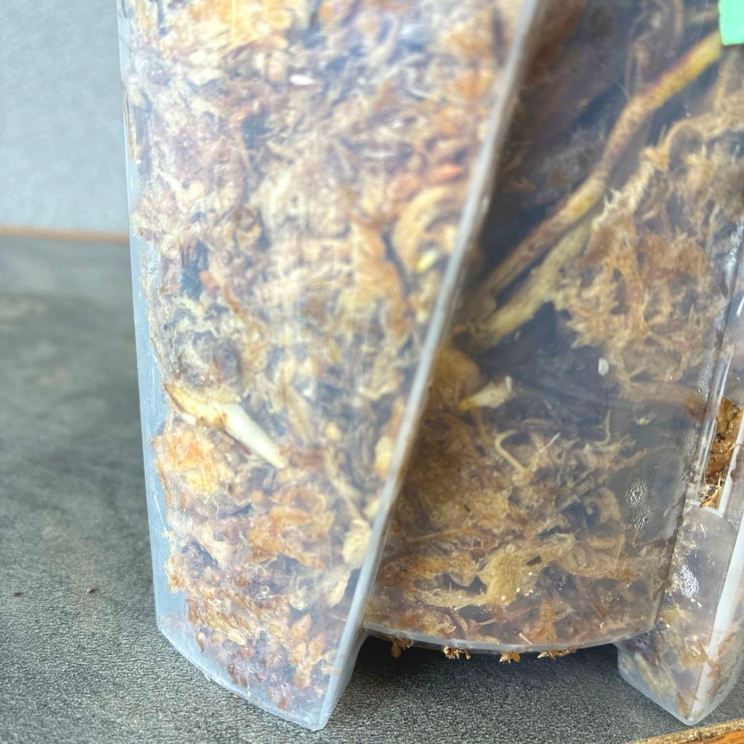 超絶希少❗️モンステラ　デリシオーサ　グリーンスノー✨