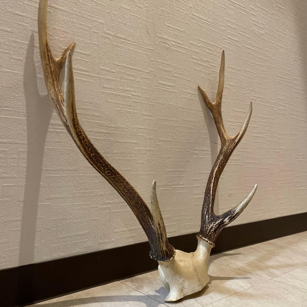 鹿の角オブジェ　頭骨付 インテリア