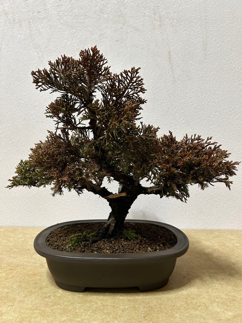 糸魚川真柏　盆栽　小品盆栽