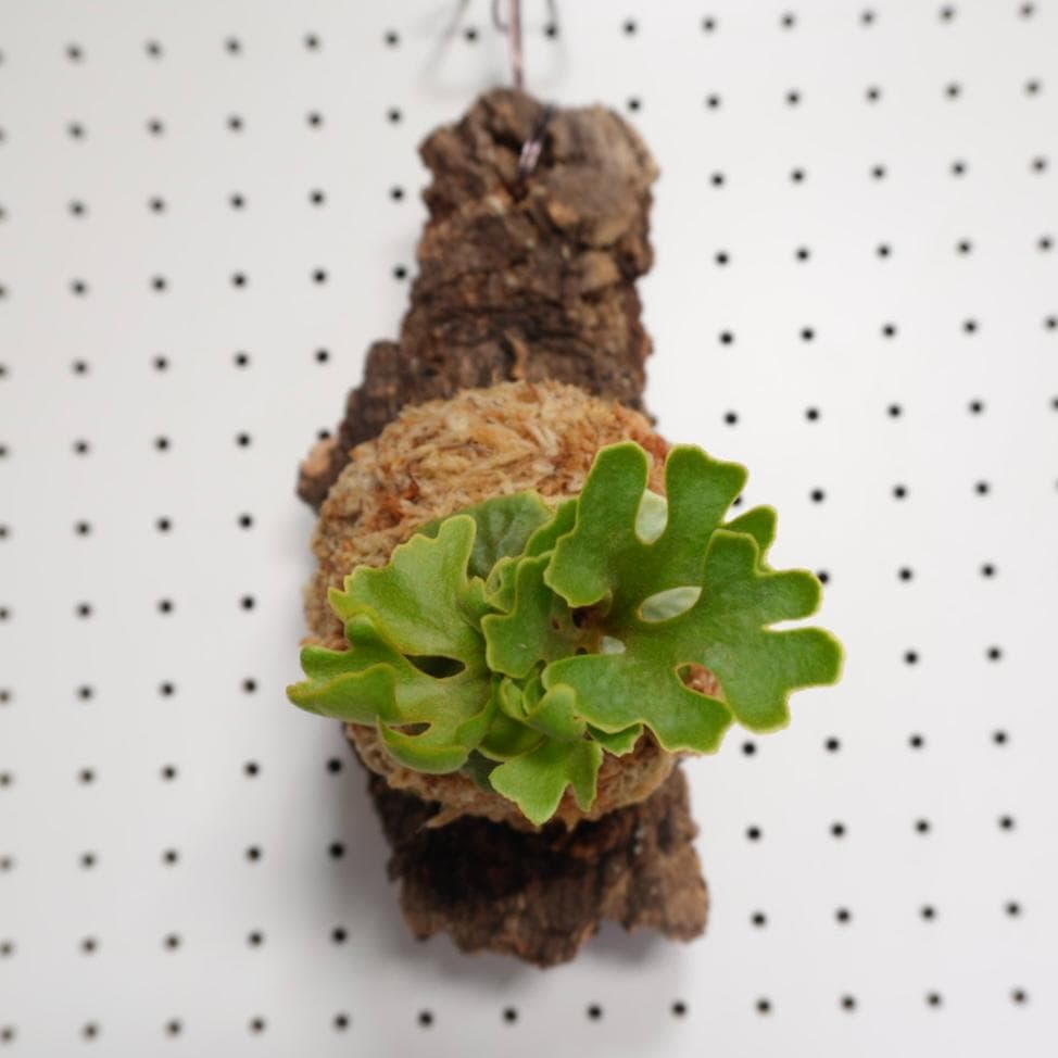 ビカクシダ リドレイ ドワーフ シルバー 小株　R-7