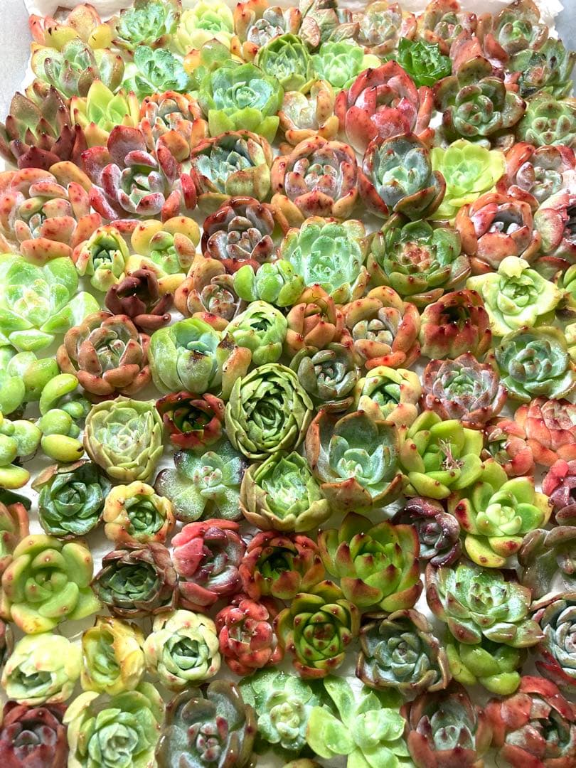 韓国苗 １００苗ちびちゃん詰め合わせ！多肉植物 MIX苗 【多肉植物説明書】付き