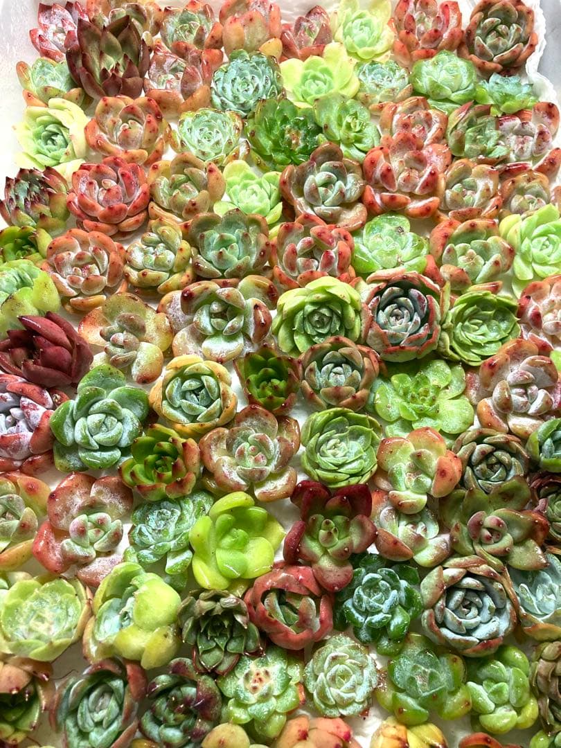 韓国苗 １００苗ちびちゃん詰め合わせ！多肉植物 MIX苗 【多肉植物説明書】付き