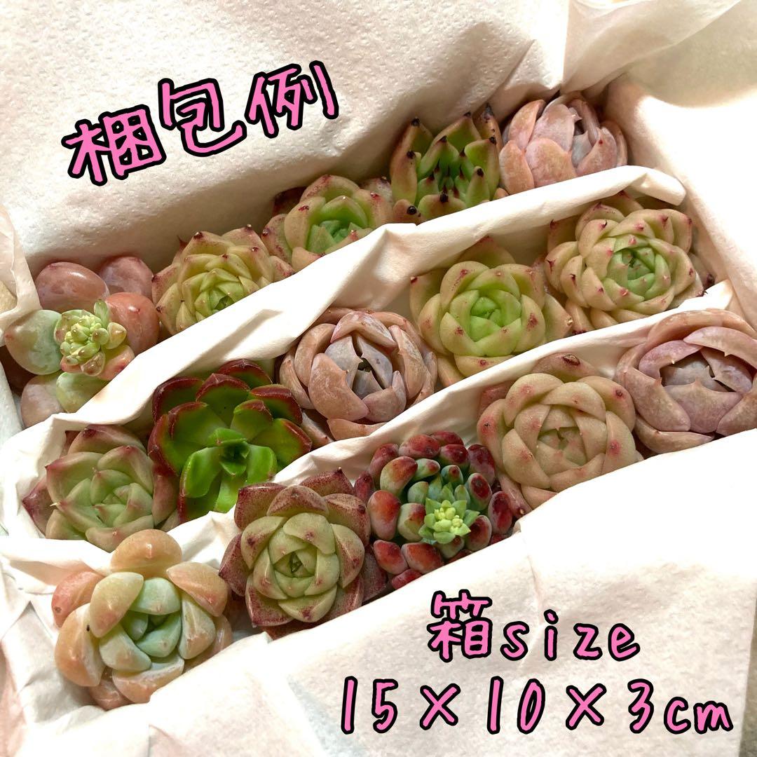 韓国苗 １００苗ちびちゃん詰め合わせ！多肉植物 MIX苗 【多肉植物説明書】付き
