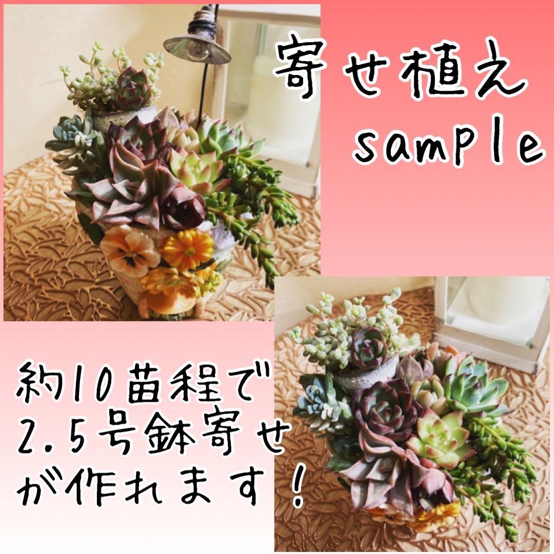 韓国苗 １００苗ちびちゃん詰め合わせ！多肉植物 MIX苗 【多肉植物説明書】付き