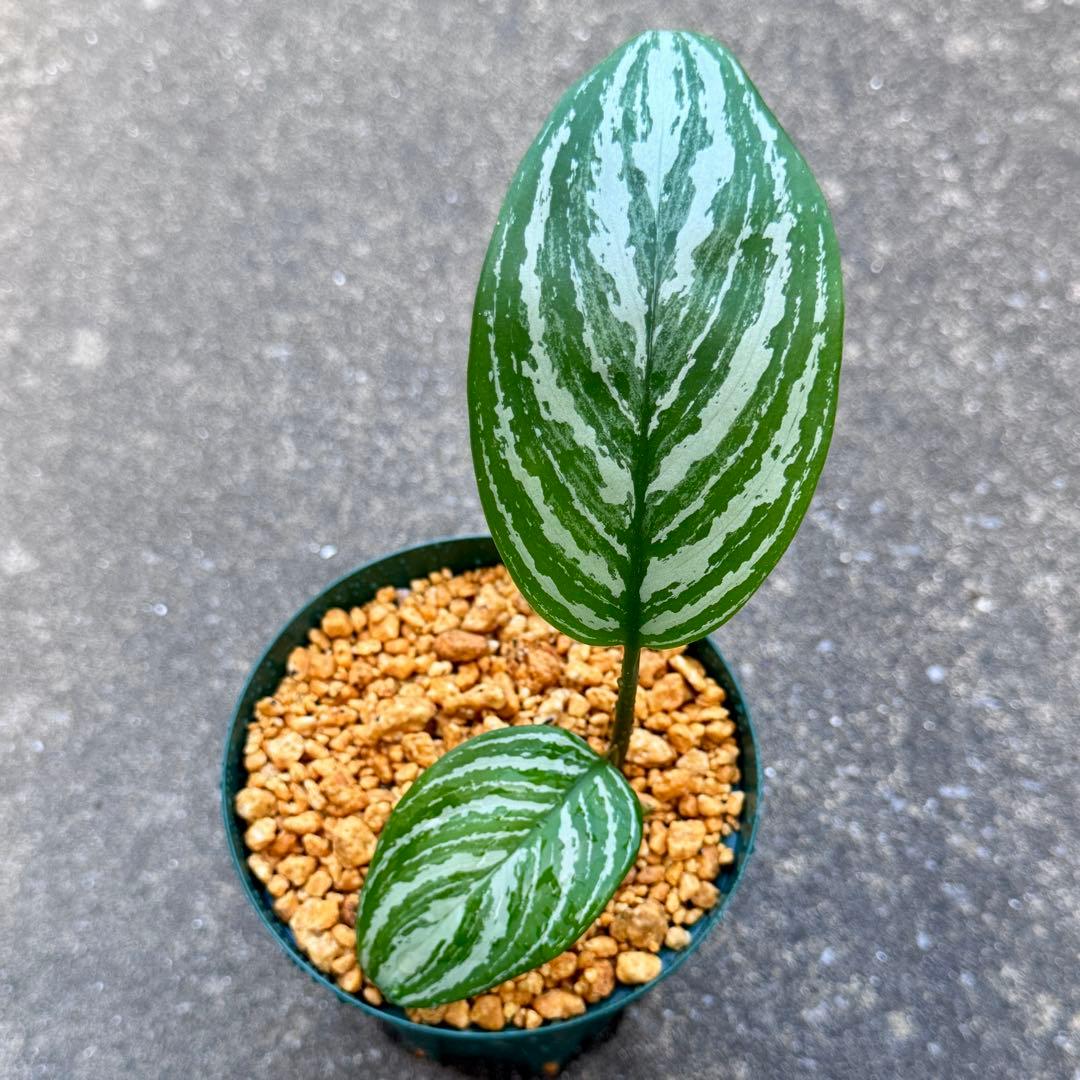 アグラオネマ ニティドゥム カーティシー　子株