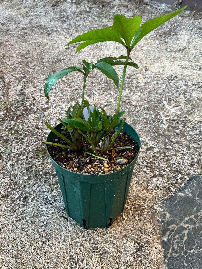 クリスマスローズ　花郷園　パピエ