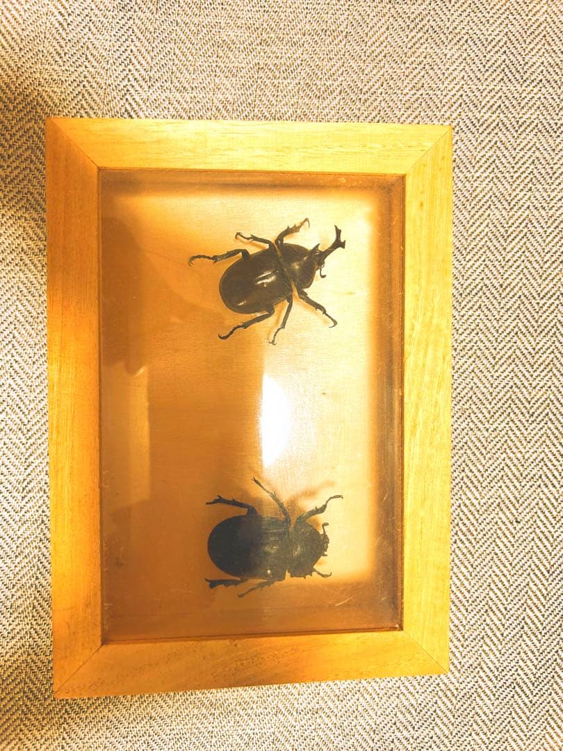 カブトムシ　オス　メス　標本　ケース付き　早い者勝ち！