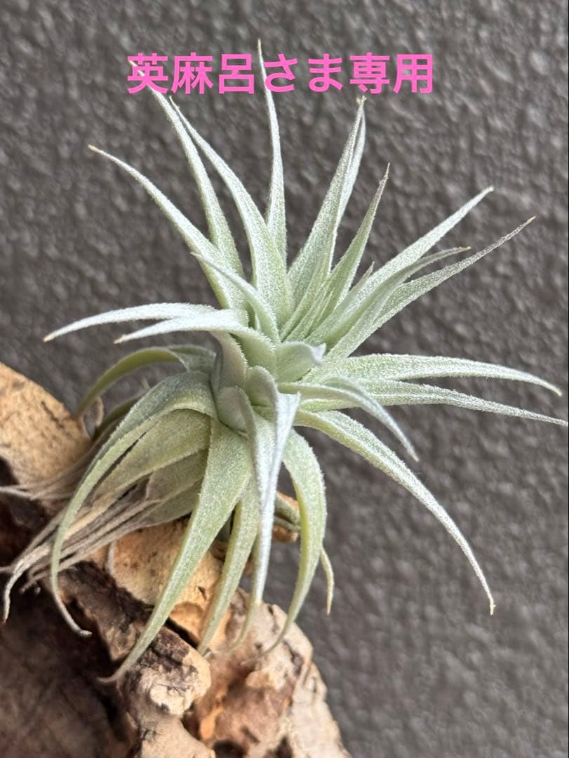 英麻呂さま専用 ルピコラ&ツクヨミ2灯＋小さな旅チラ