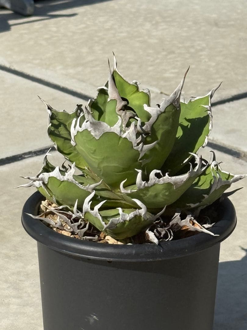 アガベチタノタシーザー lize産　大株