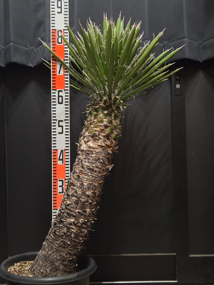 専用出品 セットリピ割 ユッカ フィリフェラ (あ) 曲がり株