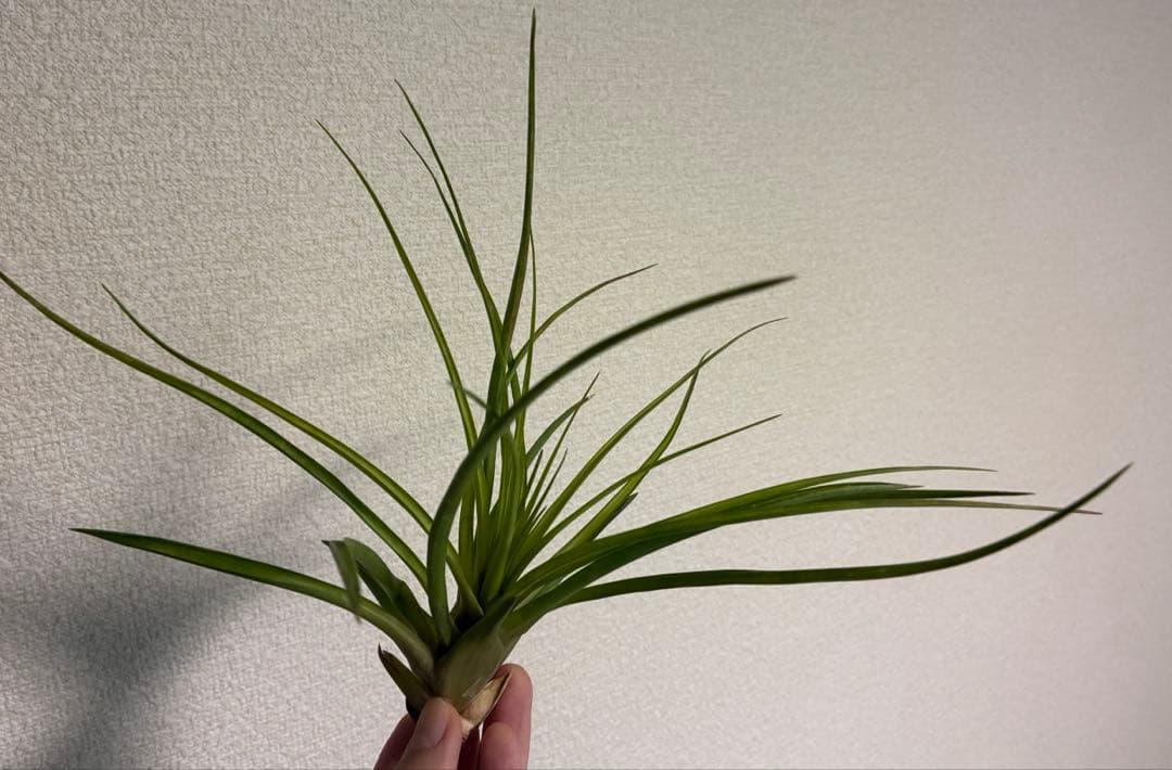 Tillandsia cyanea ‘White' T'S TROPICALS