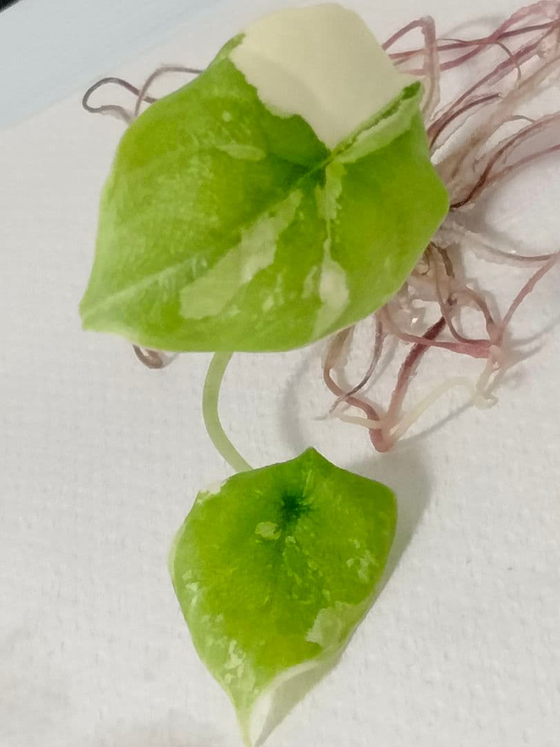 あ*き様 アロカシア メロ アルボ 斑入り