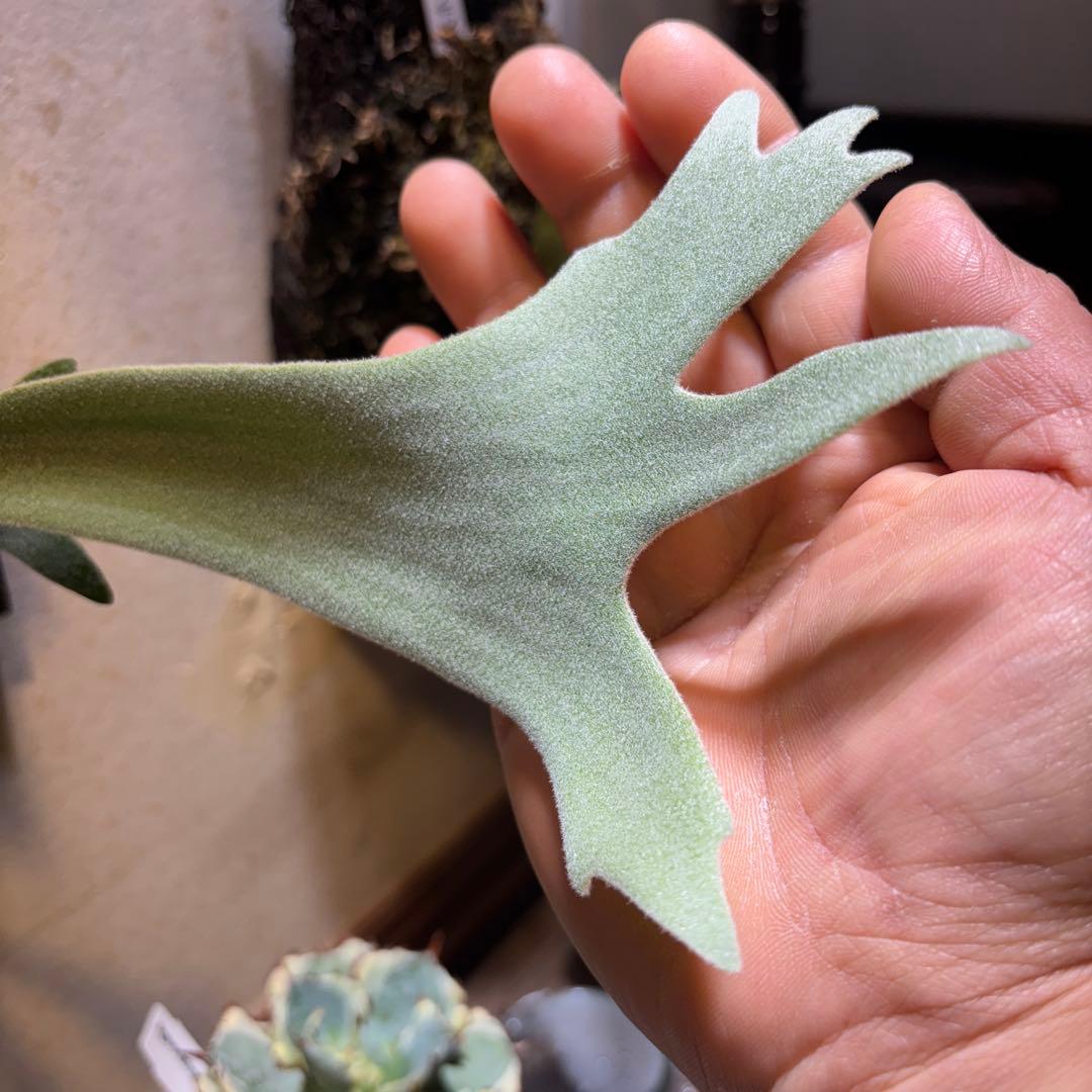 ビカクシダ P,Willinckii cv Cotton Cloud spore.