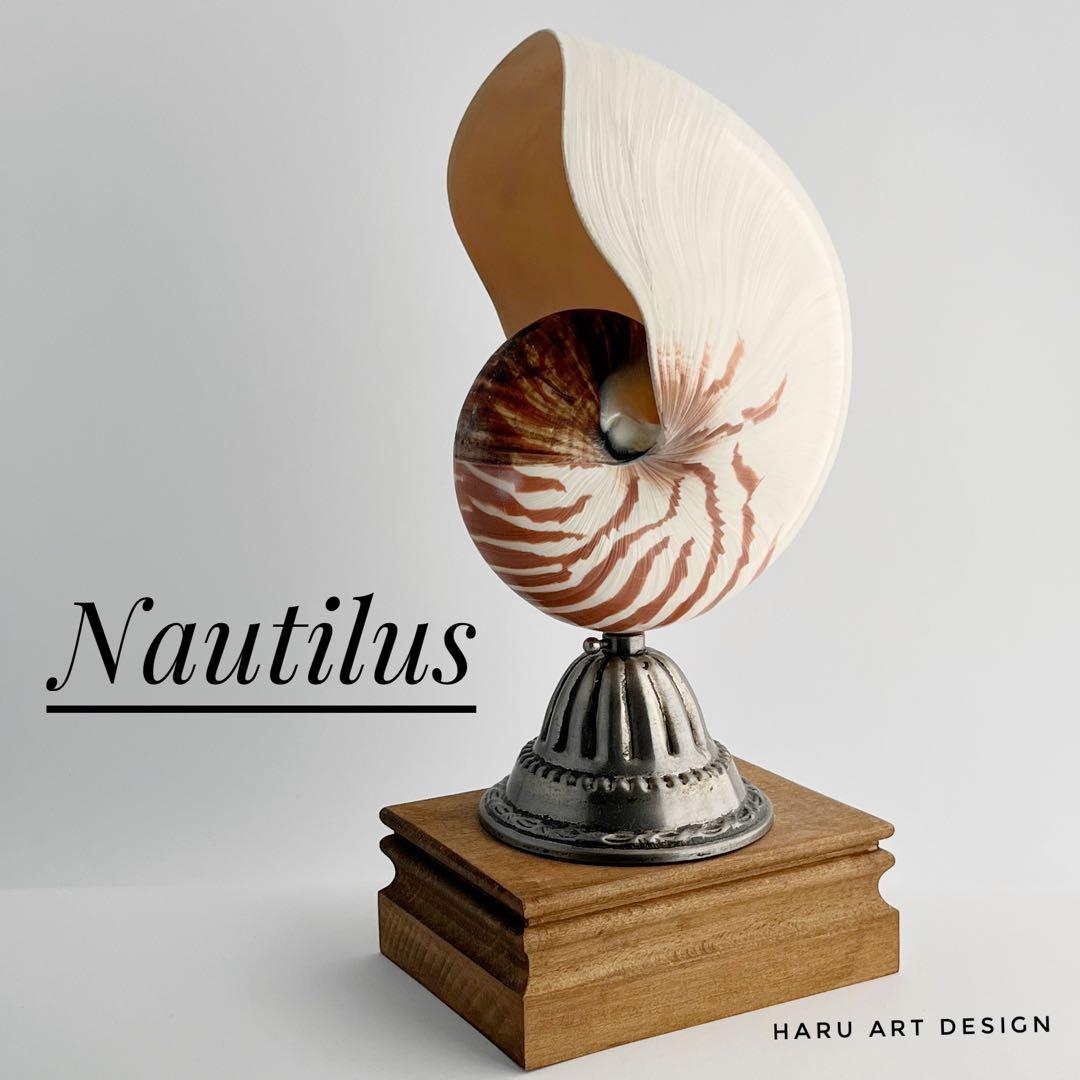 オウムガイ 標本 貝殻 インテリア アート アンティーク 貝 オブジェ 雑貨