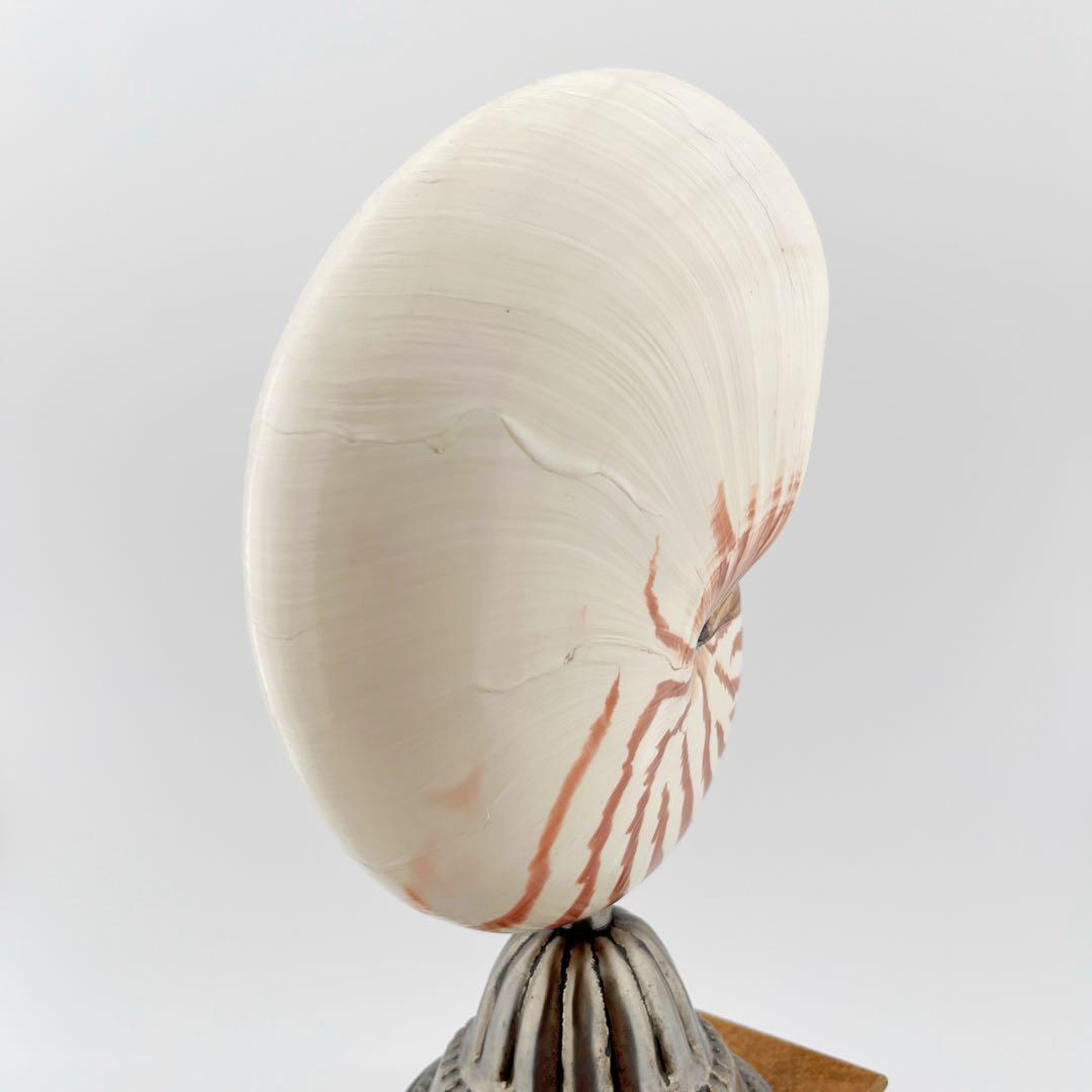 オウムガイ 標本 貝殻 インテリア アート アンティーク 貝 オブジェ 雑貨