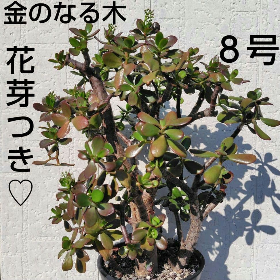 2*o様 大きい❗️ 金のなる木 多肉植物 縁起物 ８号 花月 陶器鉢 観葉植物