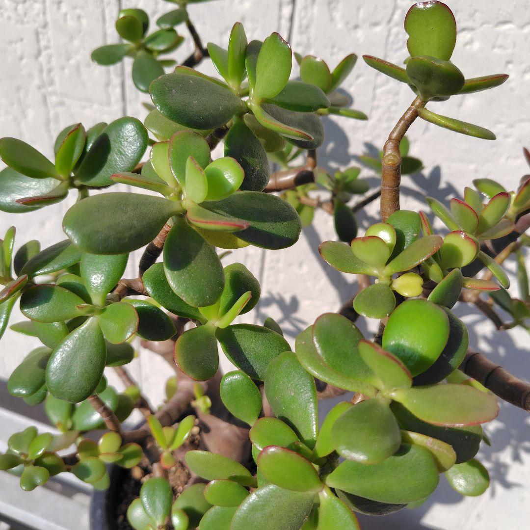 2*o様 大きい❗️ 金のなる木 多肉植物 縁起物 ８号 花月 陶器鉢 観葉植物