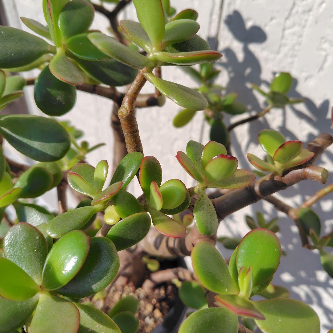 2*o様 大きい❗️ 金のなる木 多肉植物 縁起物 ８号 花月 陶器鉢 観葉植物
