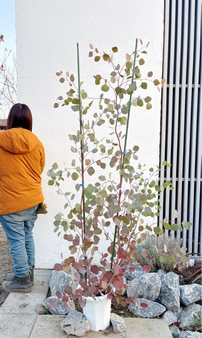 幹太。ユーカリポポラス1.8M(鉢底から)品番E