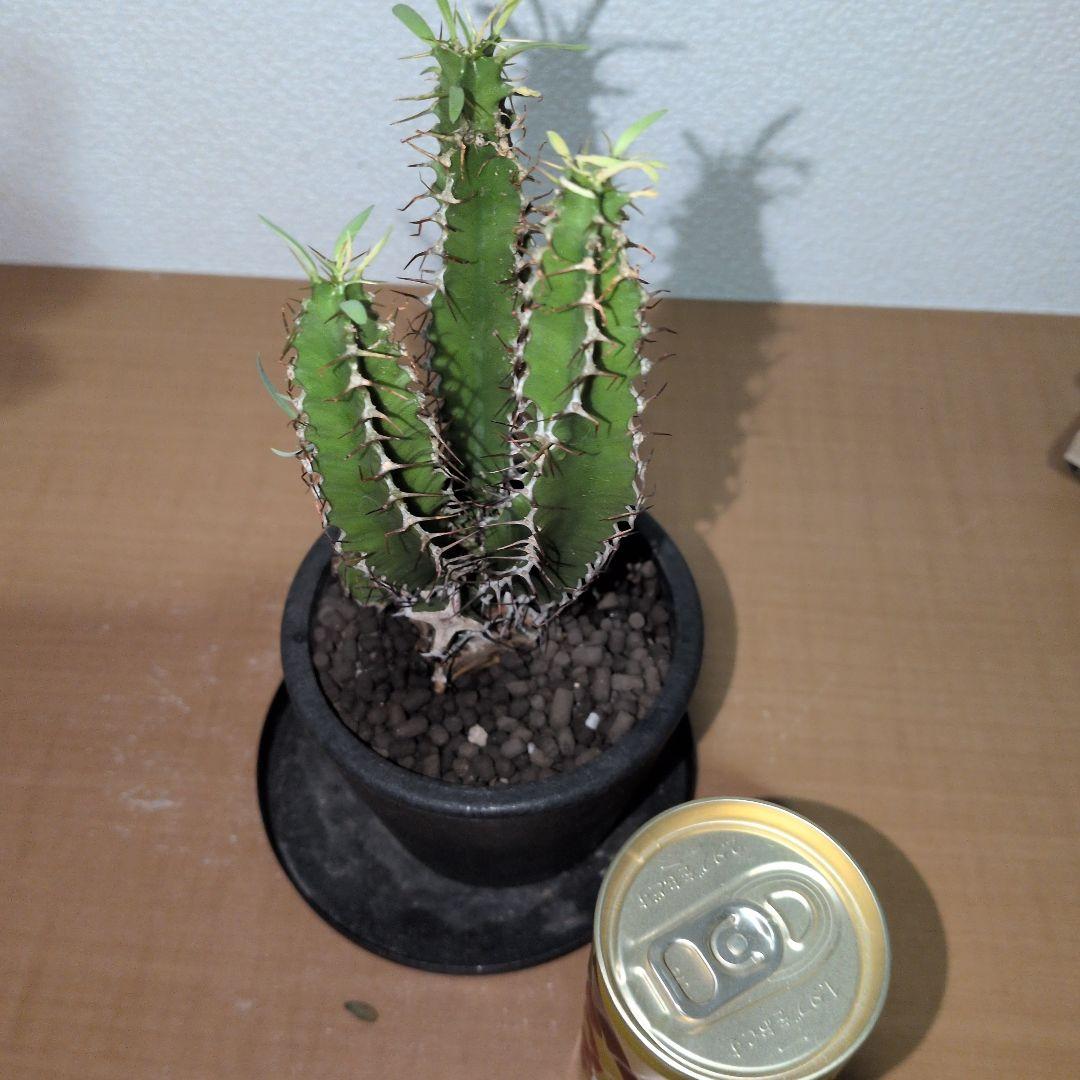 ユーフォルビア　ムランジーナ　実生 鉢付き