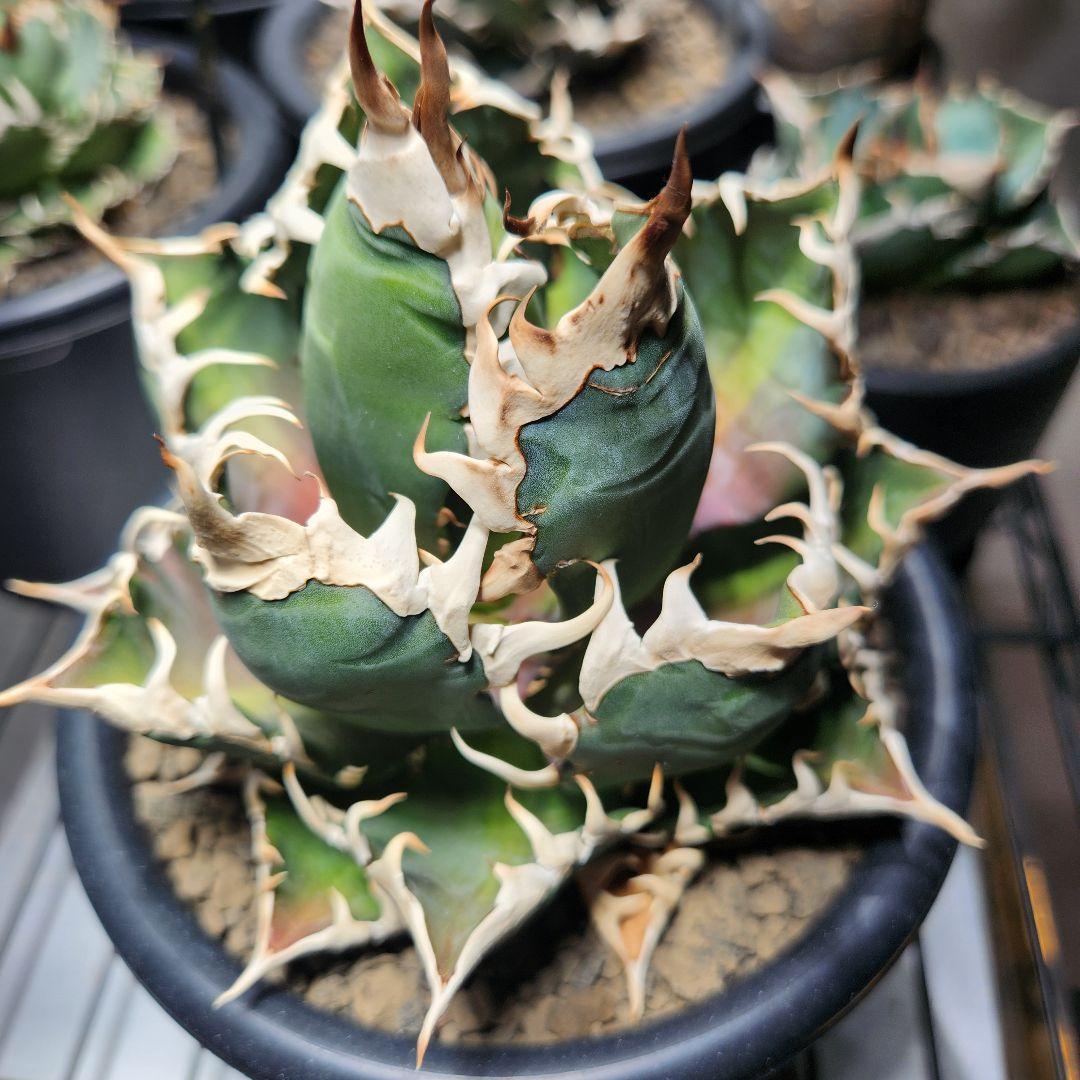 170✴ゴリ猫✴【2.7写真更新】アガベ レッドキャットウィーズル