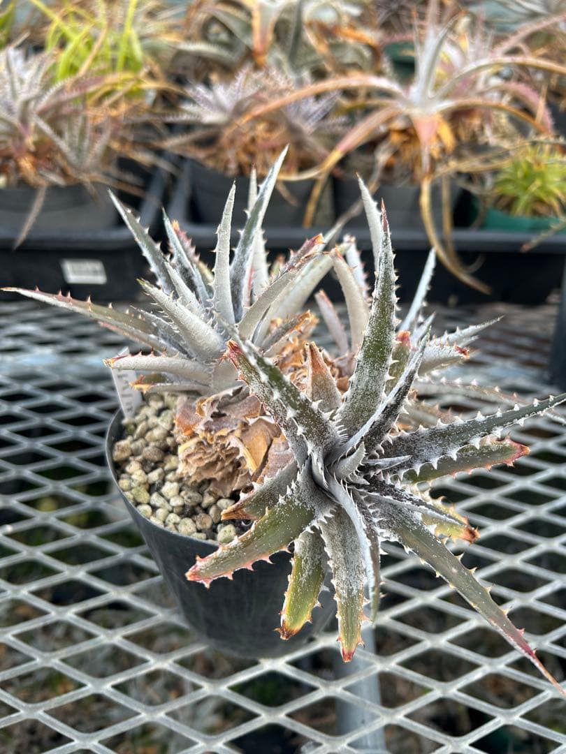 群生 DBディッキア Dyckia Bill Baker hyb #217 ⑴