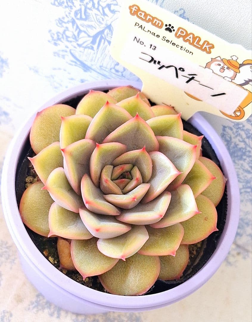 ꕤclara*様 リクエスト 9点 まとめ商品