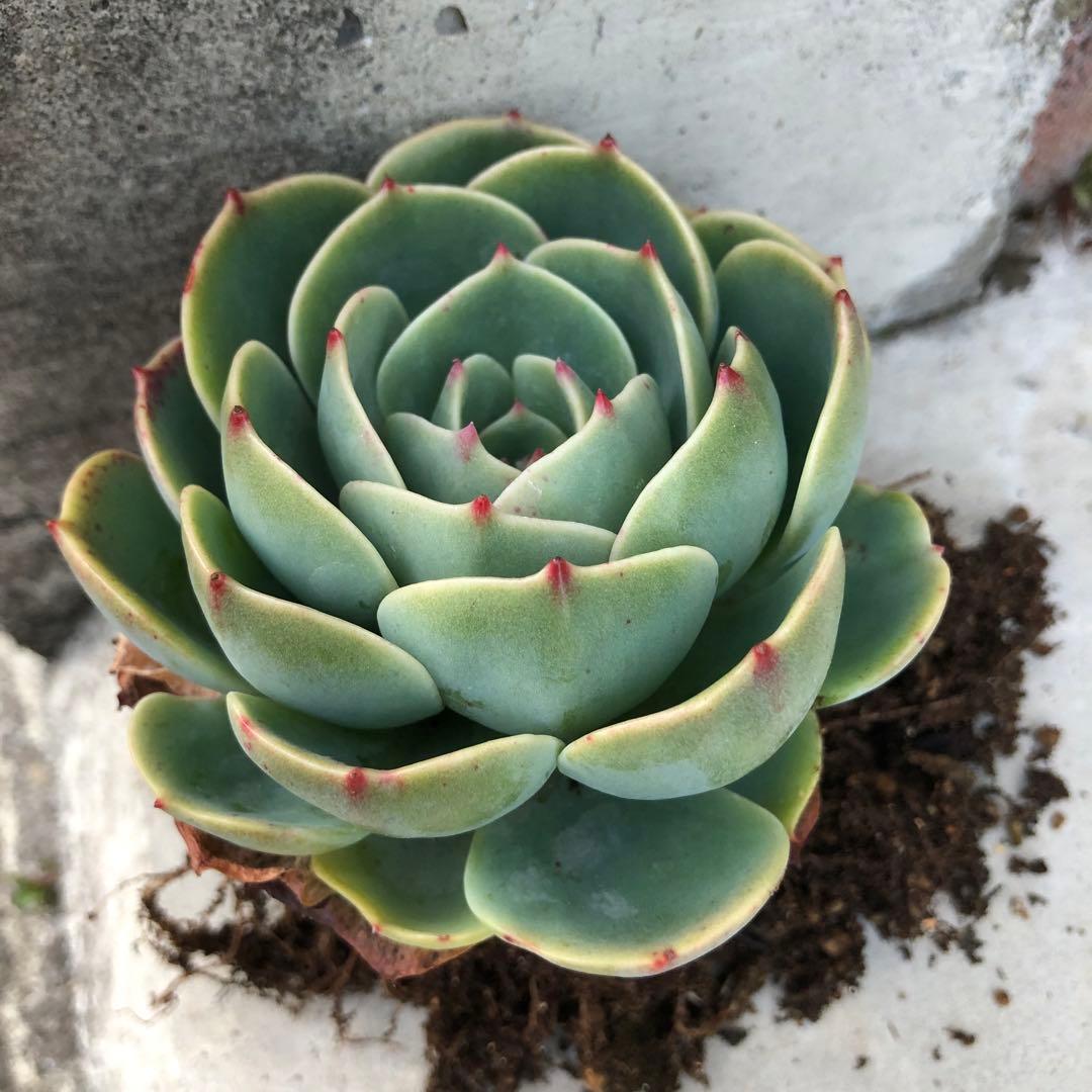 多肉植物✩.*˚七福神 抜き苗