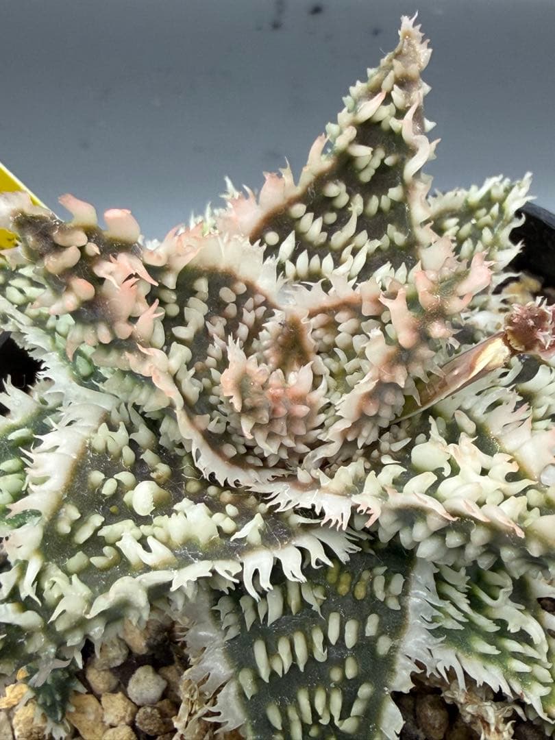 アロエ　ハイブリッド　Moss&Aloe hybrid 第四種