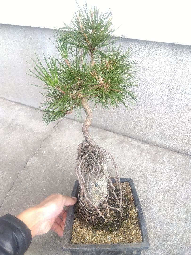 五葉松　錦松　黒松　3株セット❗　は