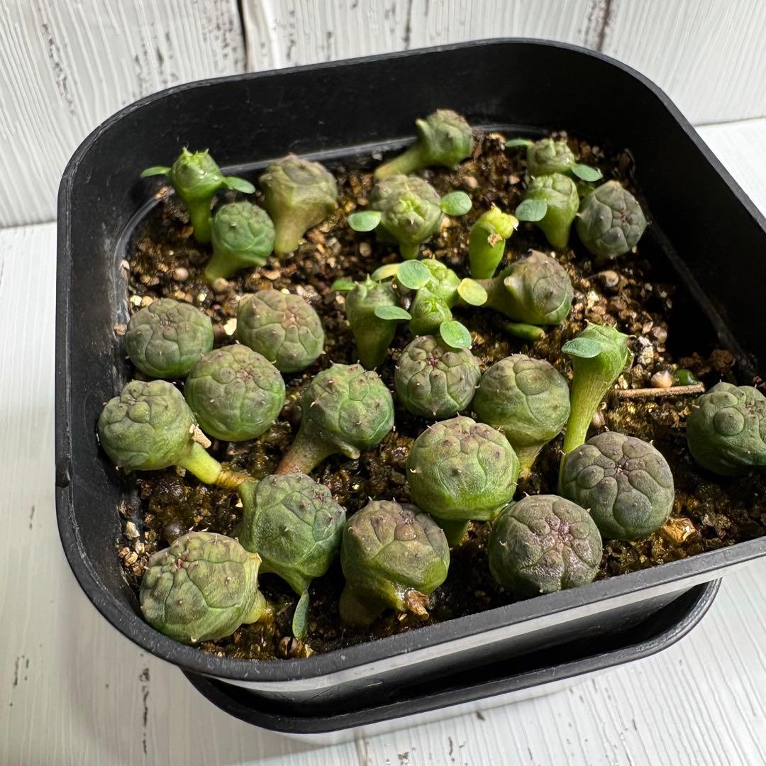 【全31株】実生　ユーフォルビア　オベサ　自家採取　親株写真有り