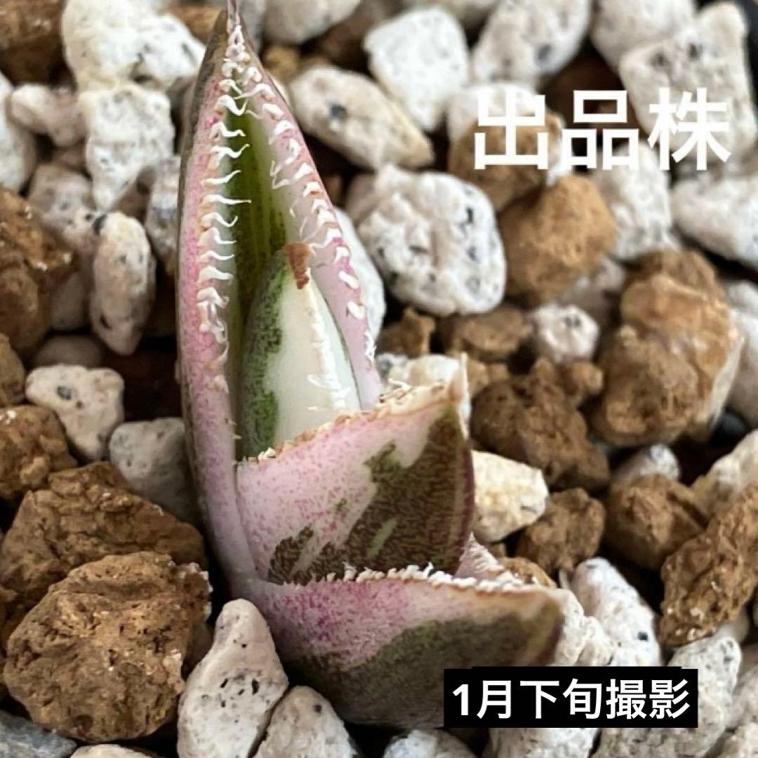 速達【鉢ごと発送】希少　活着間近　安定株　アガべ　豆豆龍錦　覆輪斑　TC