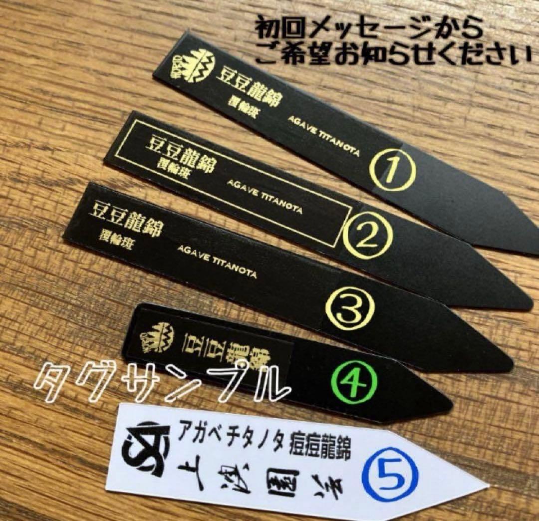 速達【鉢ごと発送】希少　活着間近　安定株　アガべ　豆豆龍錦　覆輪斑　TC