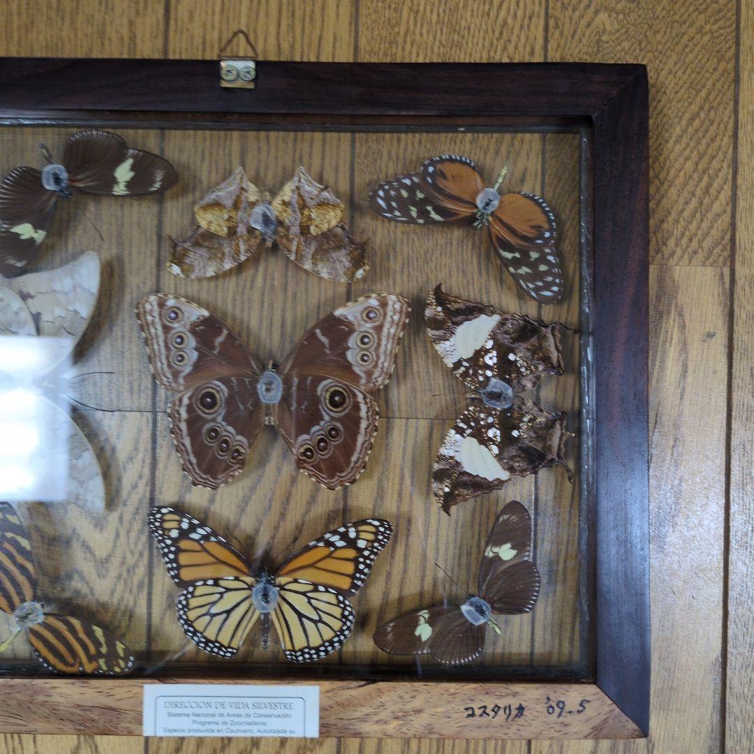 蝶の標本 木製フレーム入り