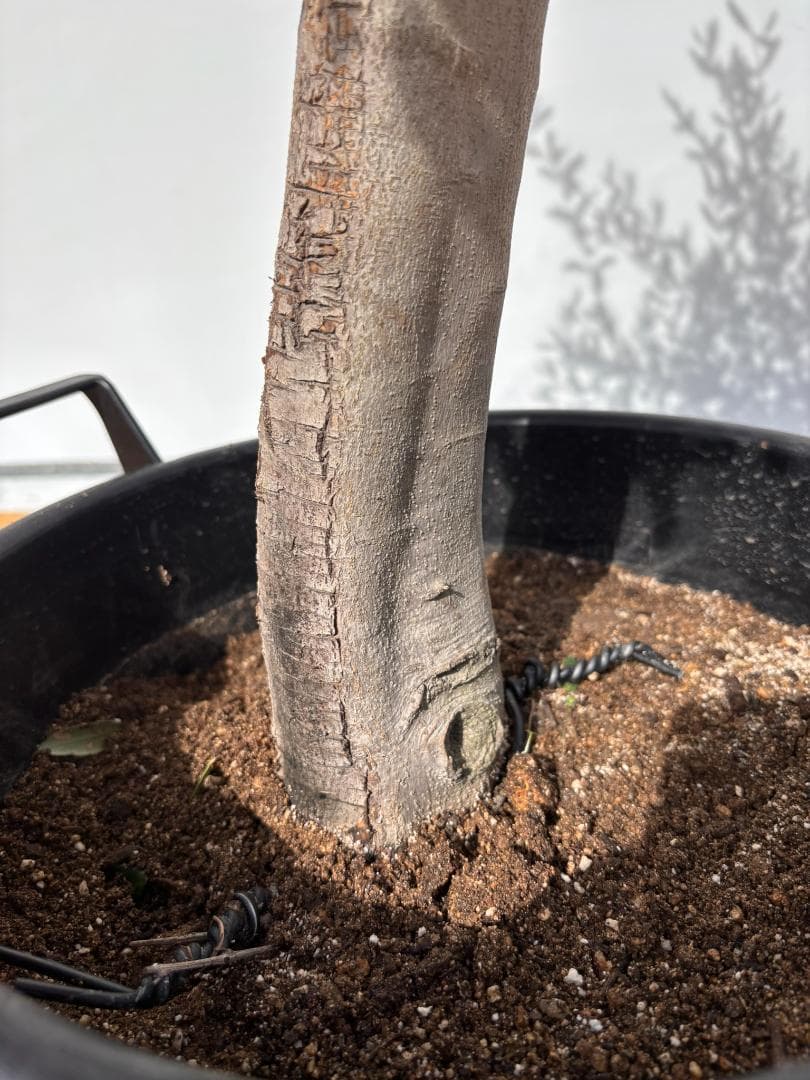 オリーブの木　ルッカ　約140cm　NO.2003　大型　人気品種　現品掲載