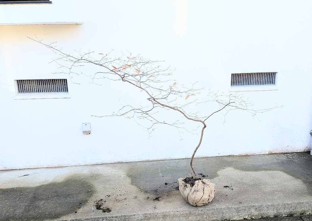 唯一。山採りヤマコウバシ。