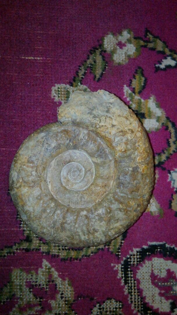 アンモナイト　化石