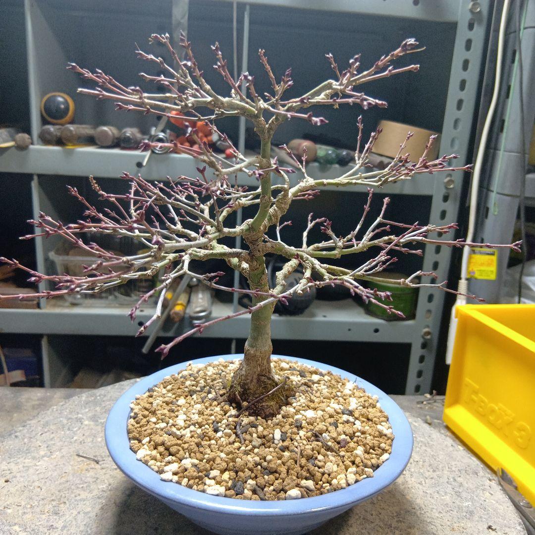 キョヒメモミジ（年数持ち込み古い）