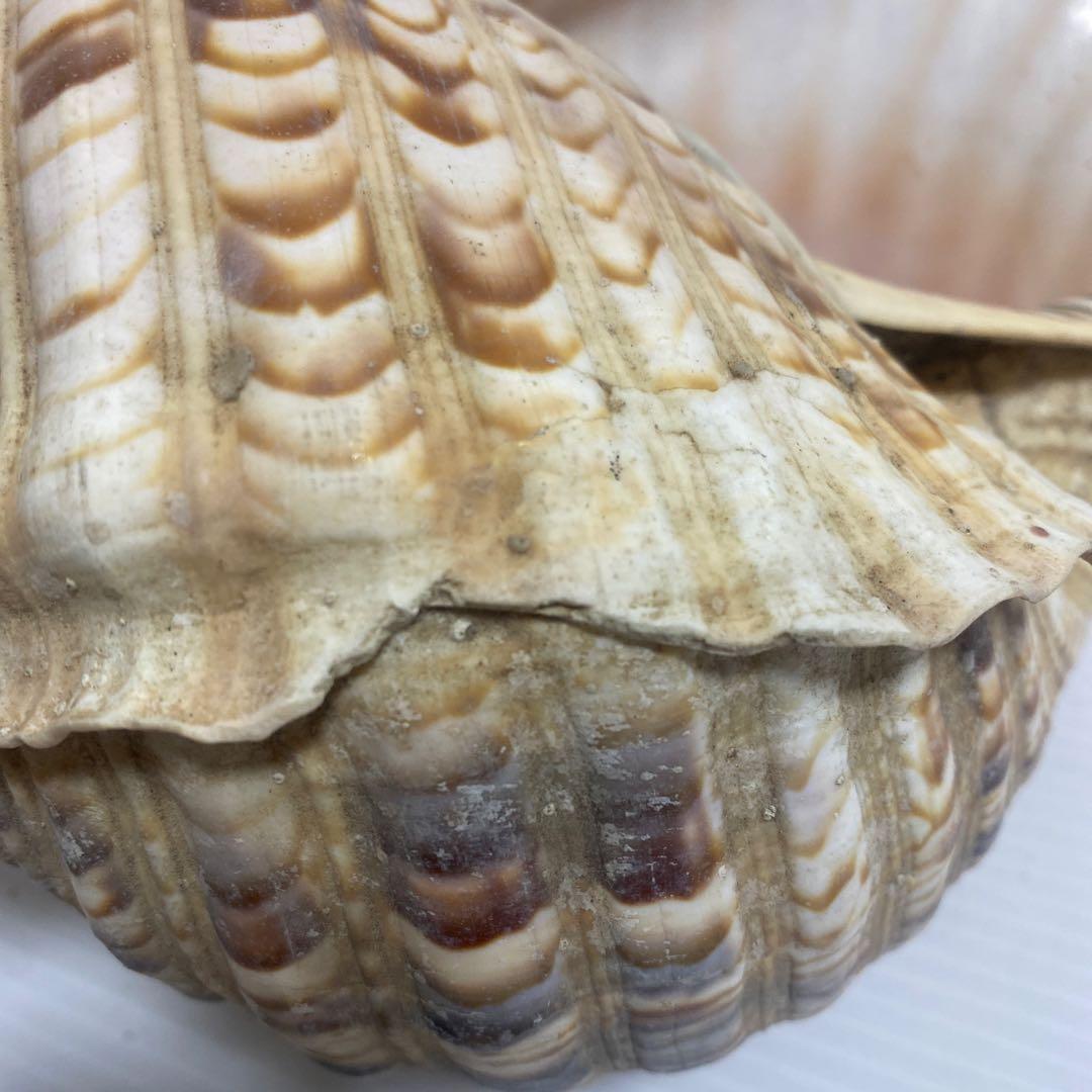 ホラ貝 法螺貝 ほら貝 全長約35cm 置物 オブジェ インテリア 自然物 希少