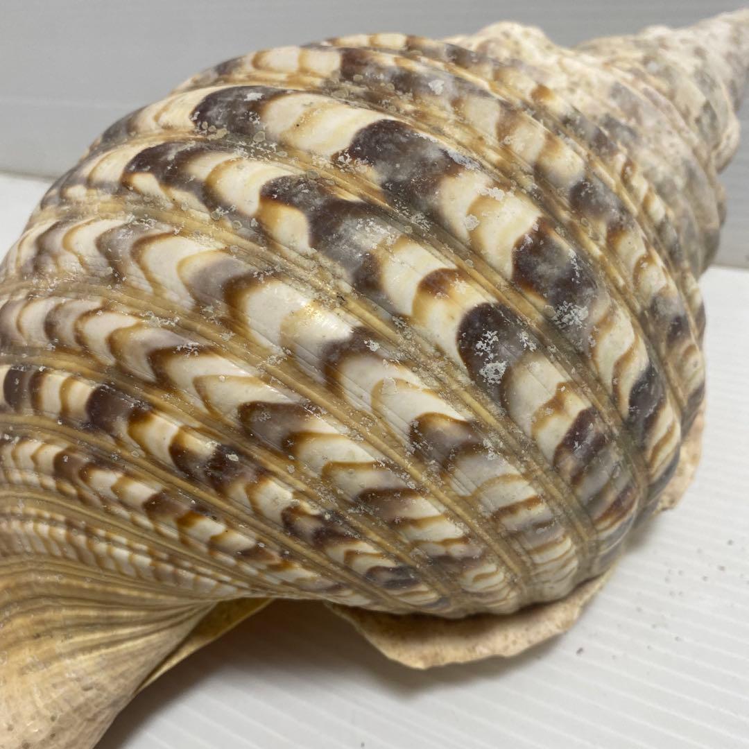 ホラ貝 法螺貝 ほら貝 全長約35cm 置物 オブジェ インテリア 自然物 希少