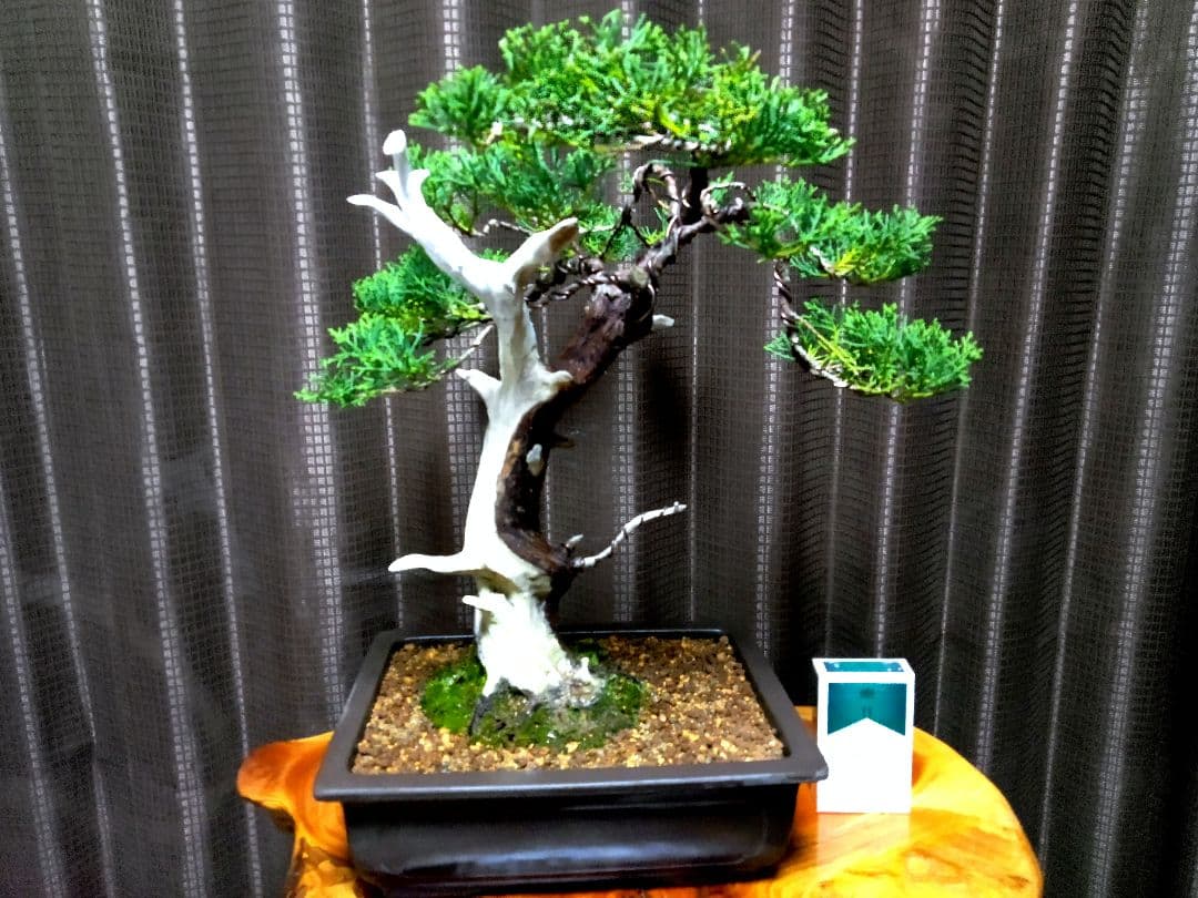 【中品　糸魚川真柏盆栽】　⭕太幹、古木…新春セール❗ ★期間限定価格★