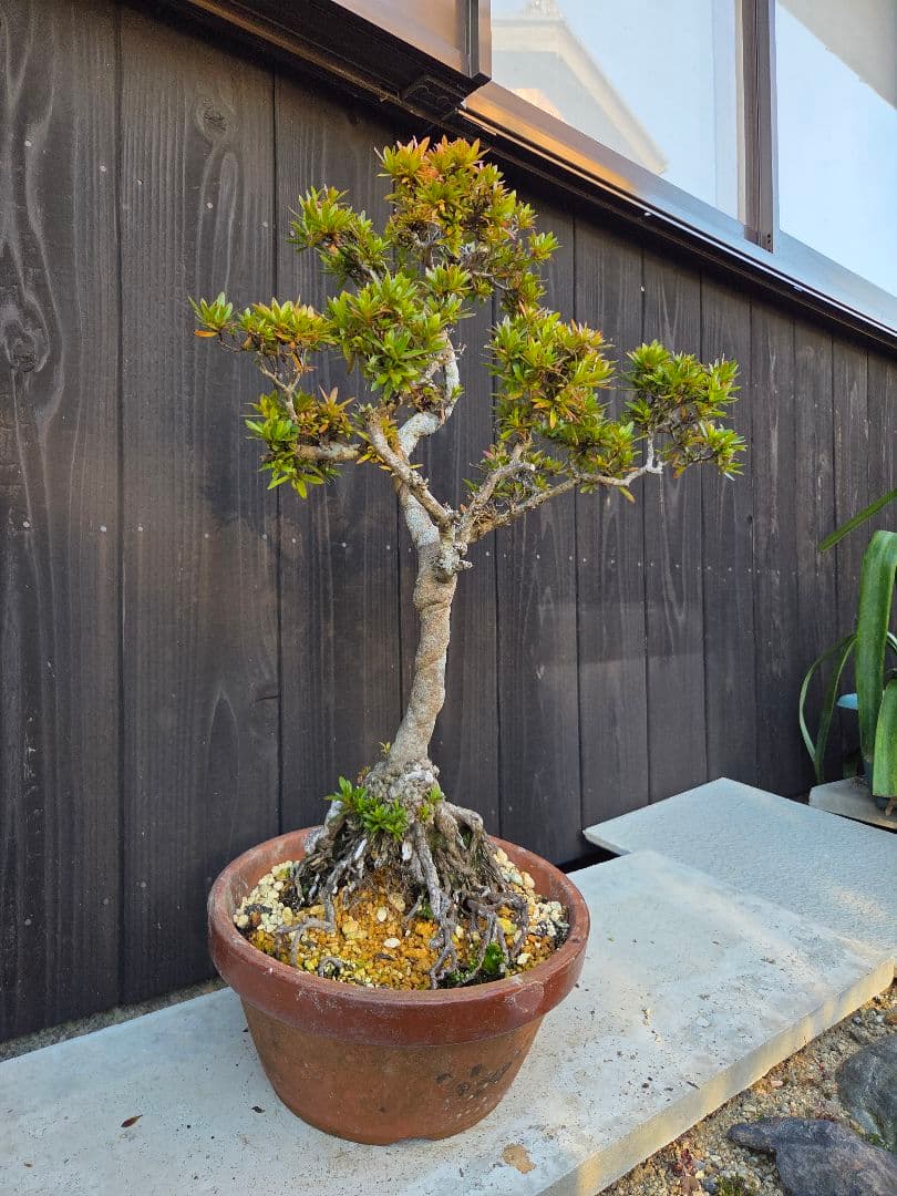 皐月盆栽「金采」