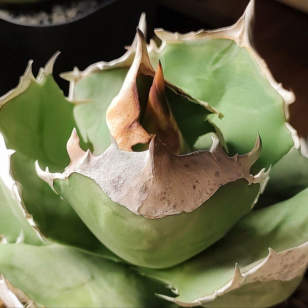 トリケラトプス　 子株　アガベ