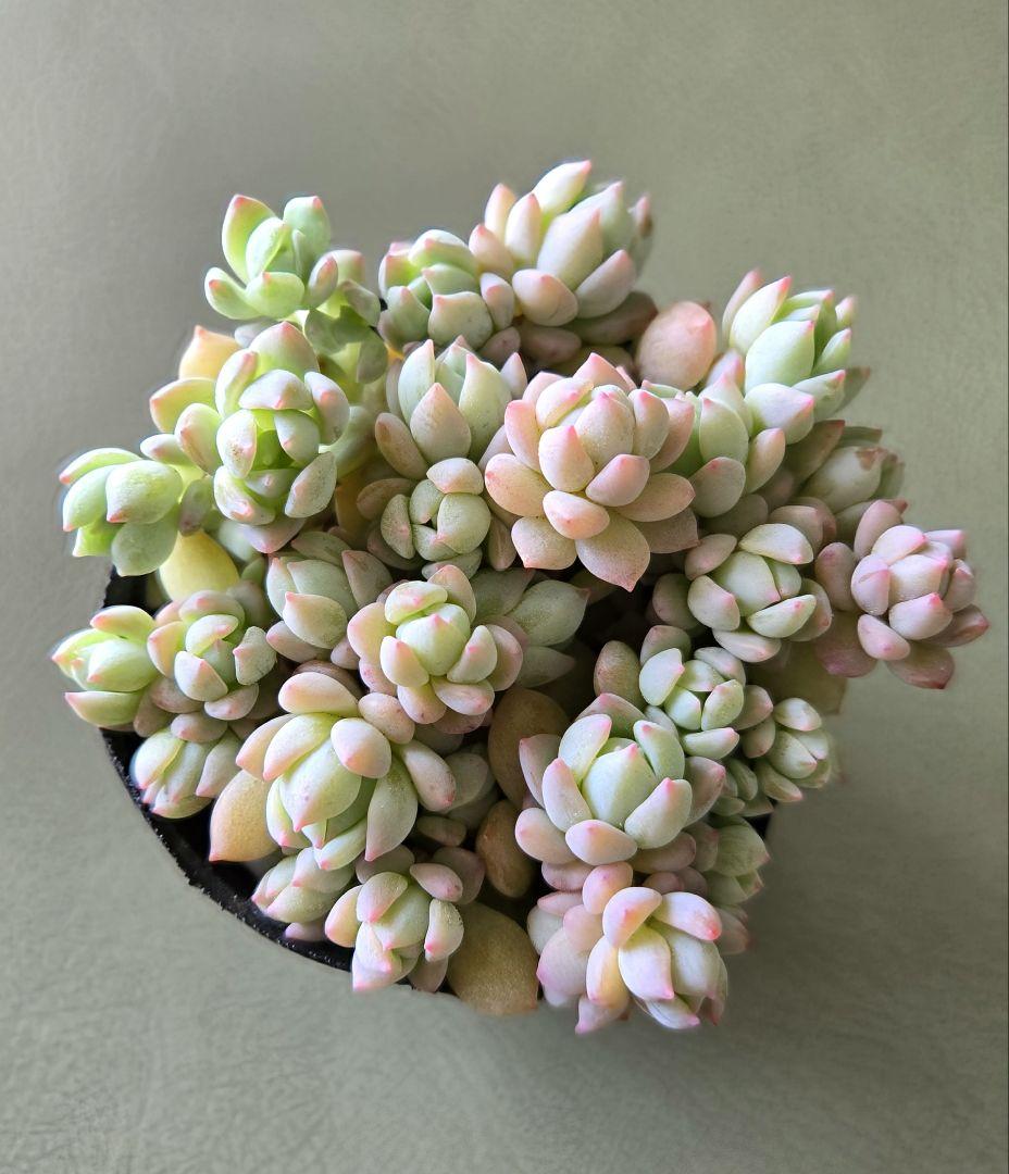 多肉植物♡ダーリーサンシャイン～ちび苗～つぶつぶ～♡ポットごと発送のお値段^^④