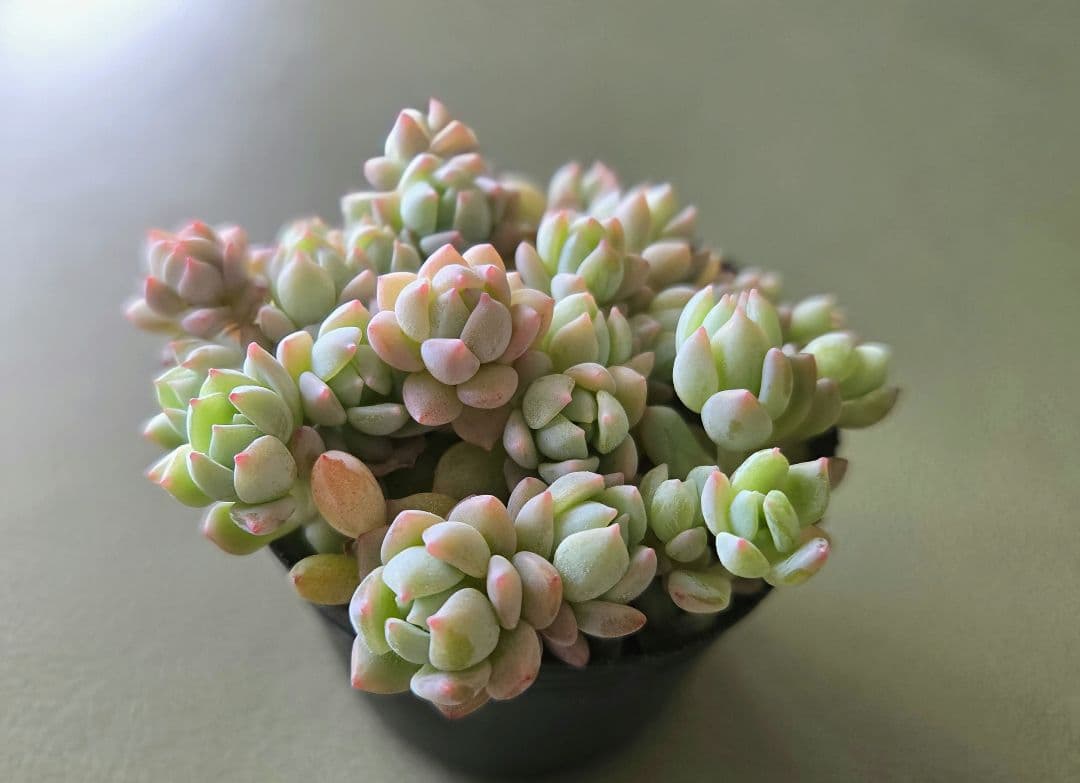 多肉植物♡ダーリーサンシャイン～ちび苗～つぶつぶ～♡ポットごと発送のお値段^^④