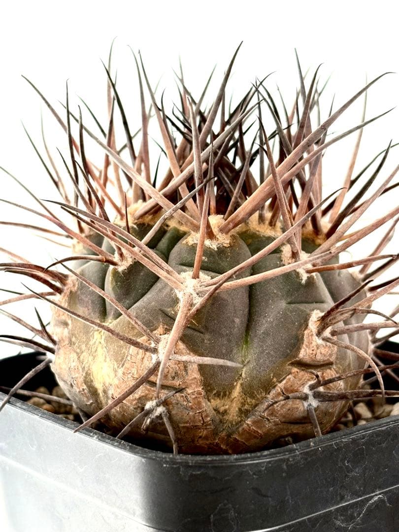 【コレクション】ギムノカリキウム　守金魔天竜　幅5.5㎝　未発根　No.54