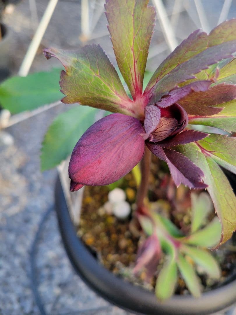 広瀬園芸　ダーク系DD　クリスマスローズ