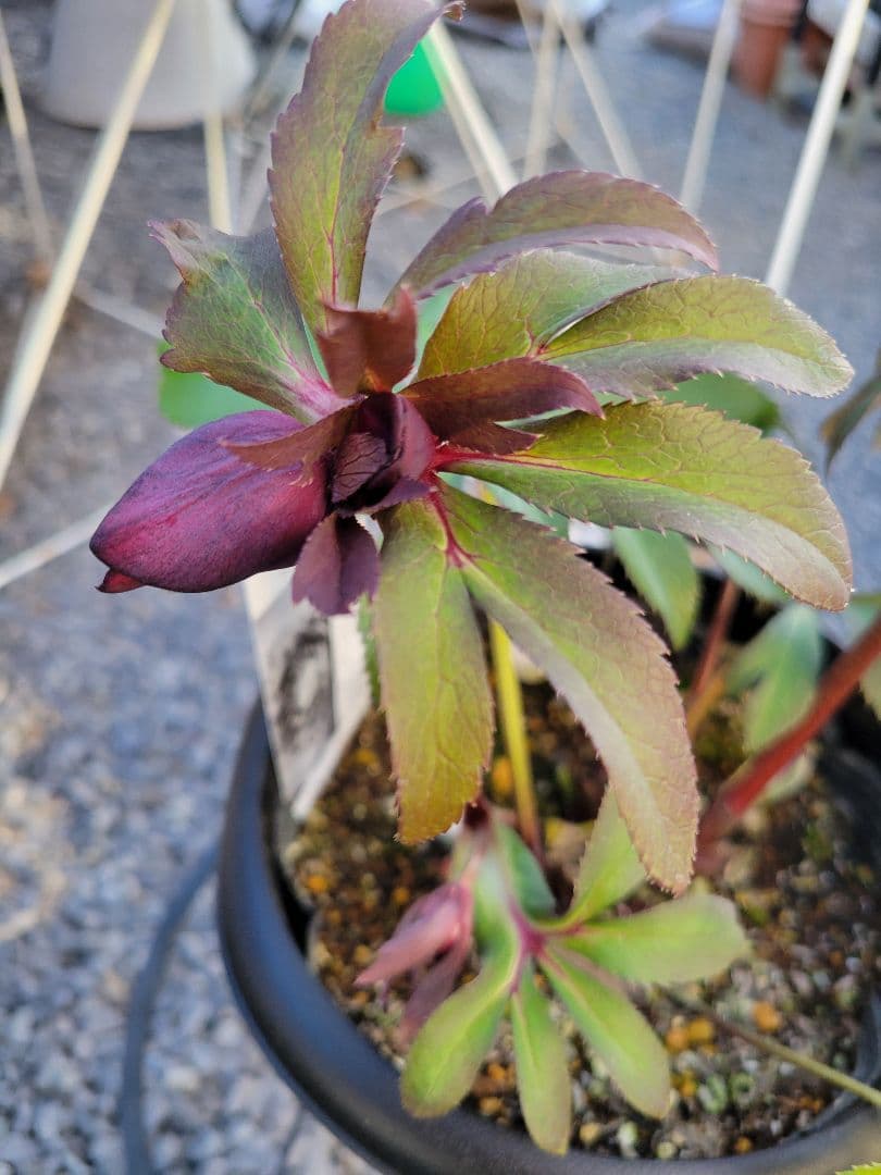 広瀬園芸　ダーク系DD　クリスマスローズ